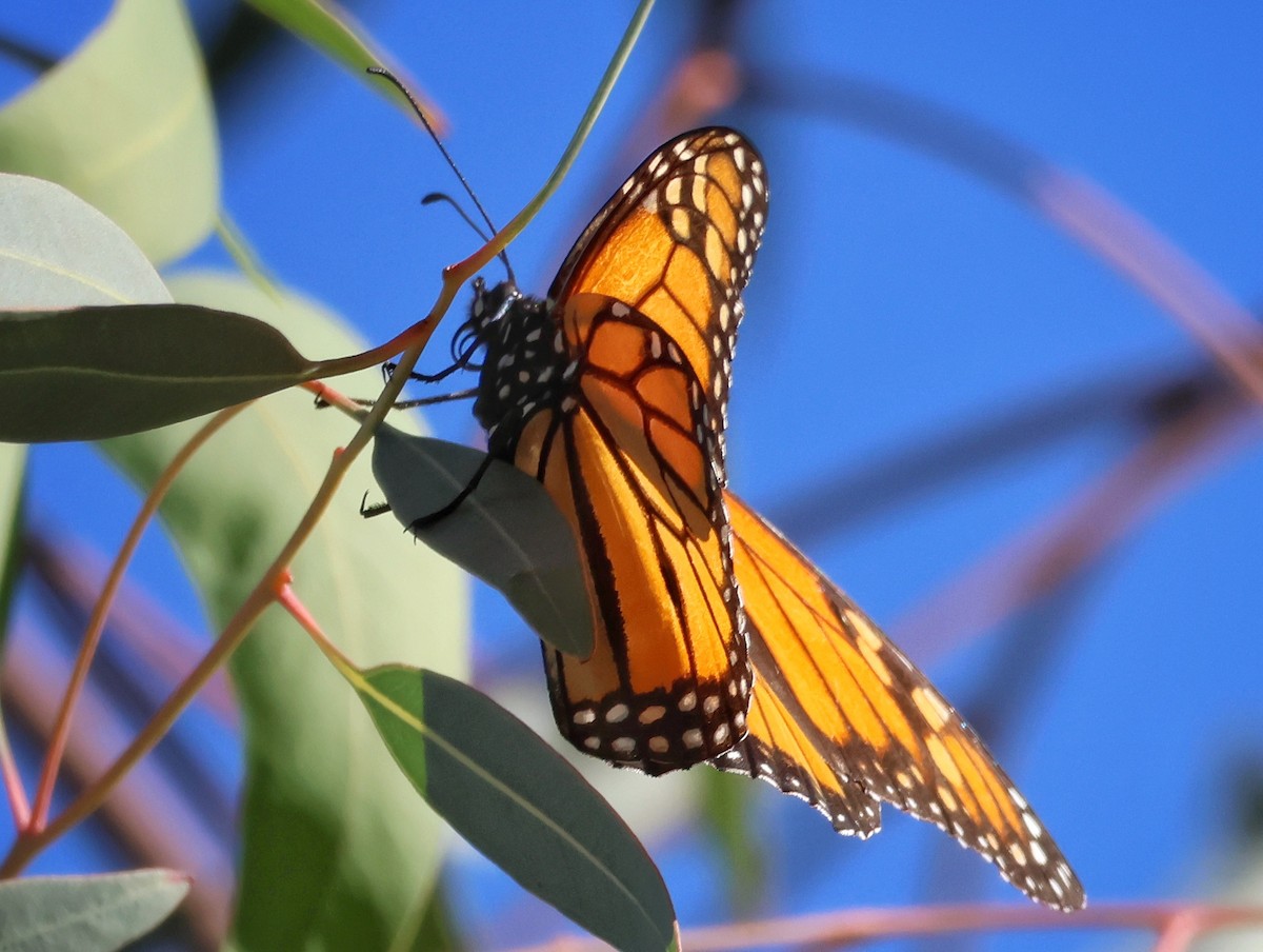 דנאית מלכותית - ML646539205