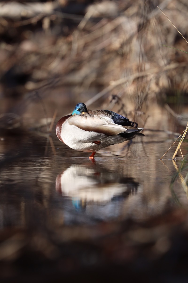 綠頭鴨 - ML646539211