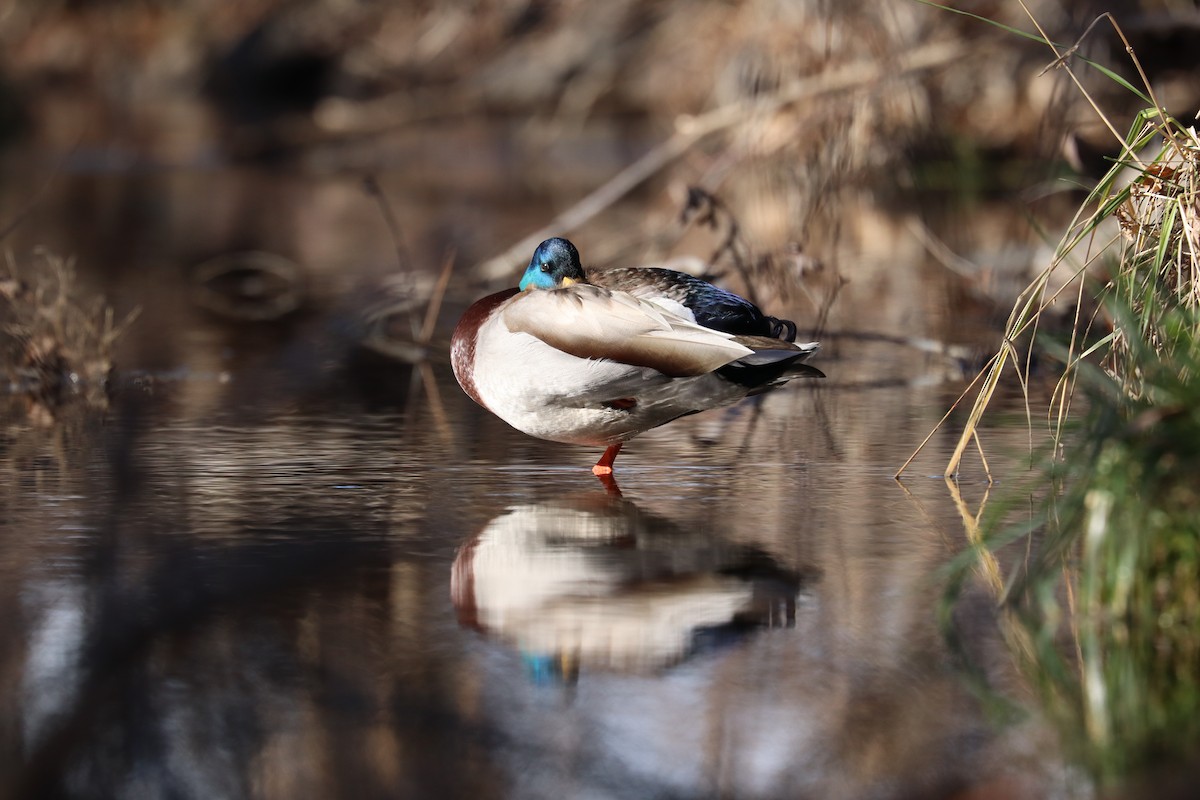 綠頭鴨 - ML646539212