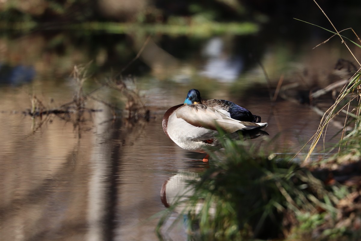 綠頭鴨 - ML646539213