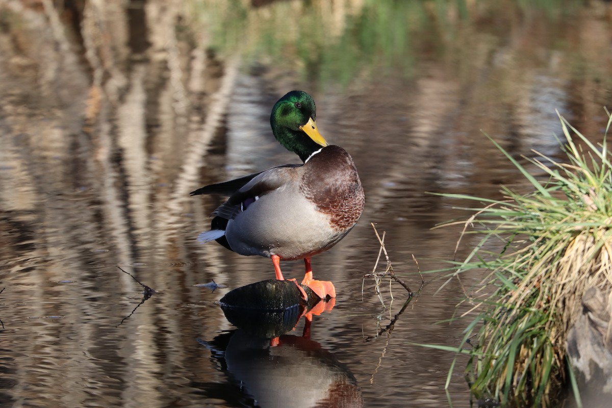 綠頭鴨 - ML646539214