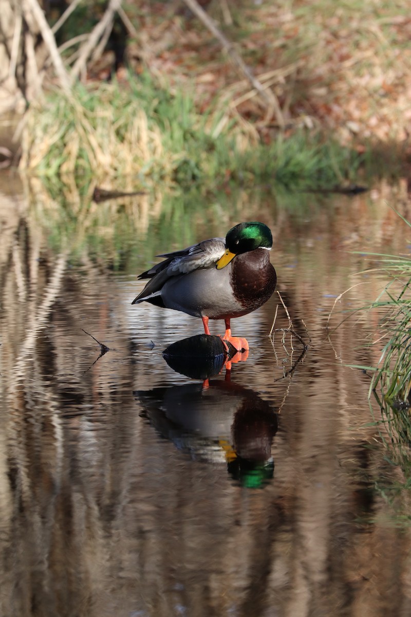 綠頭鴨 - ML646539215