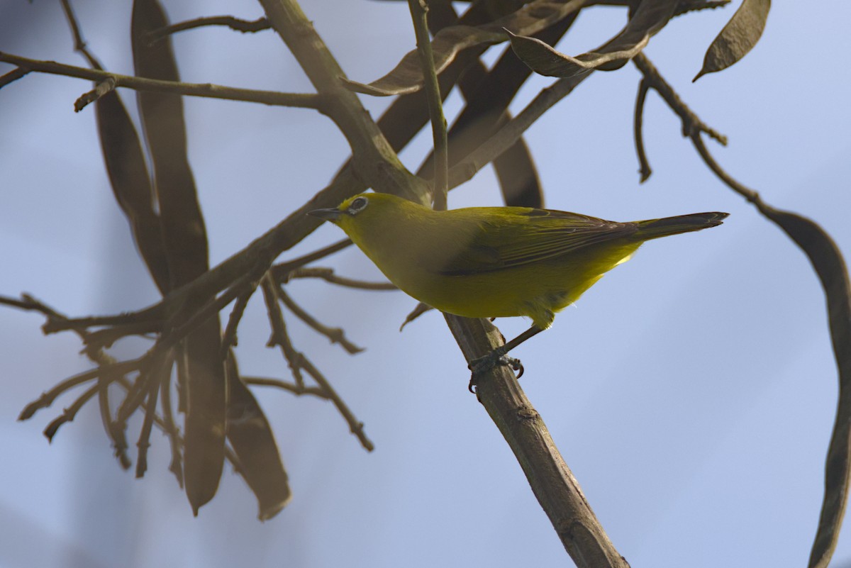 Anteojitos Senegalés (senegalensis/demerzi) - ML646539216