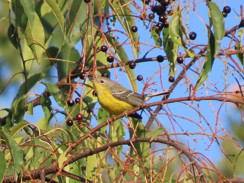 סבכון לבן-זנב - ML646539219