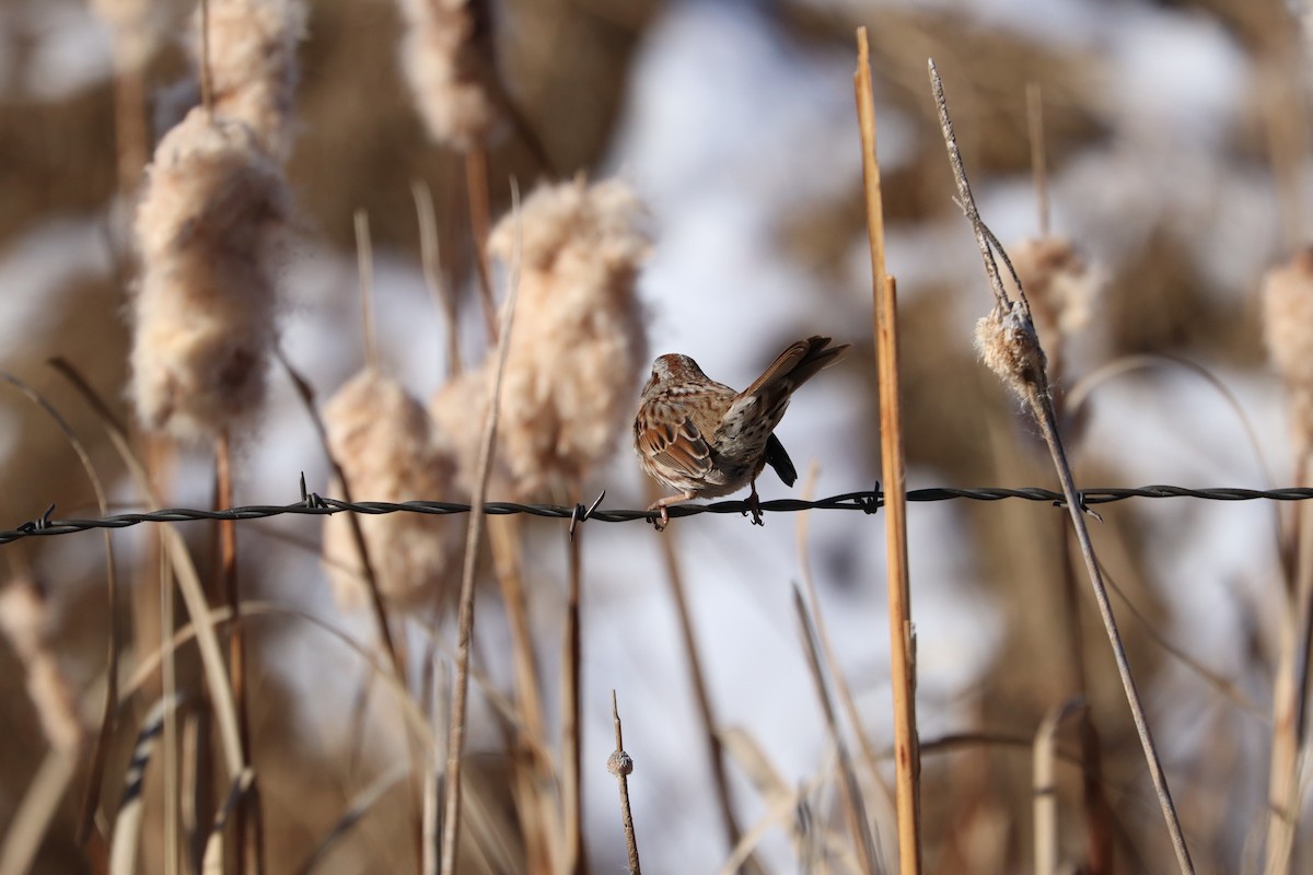 Song Sparrow - ML646539226