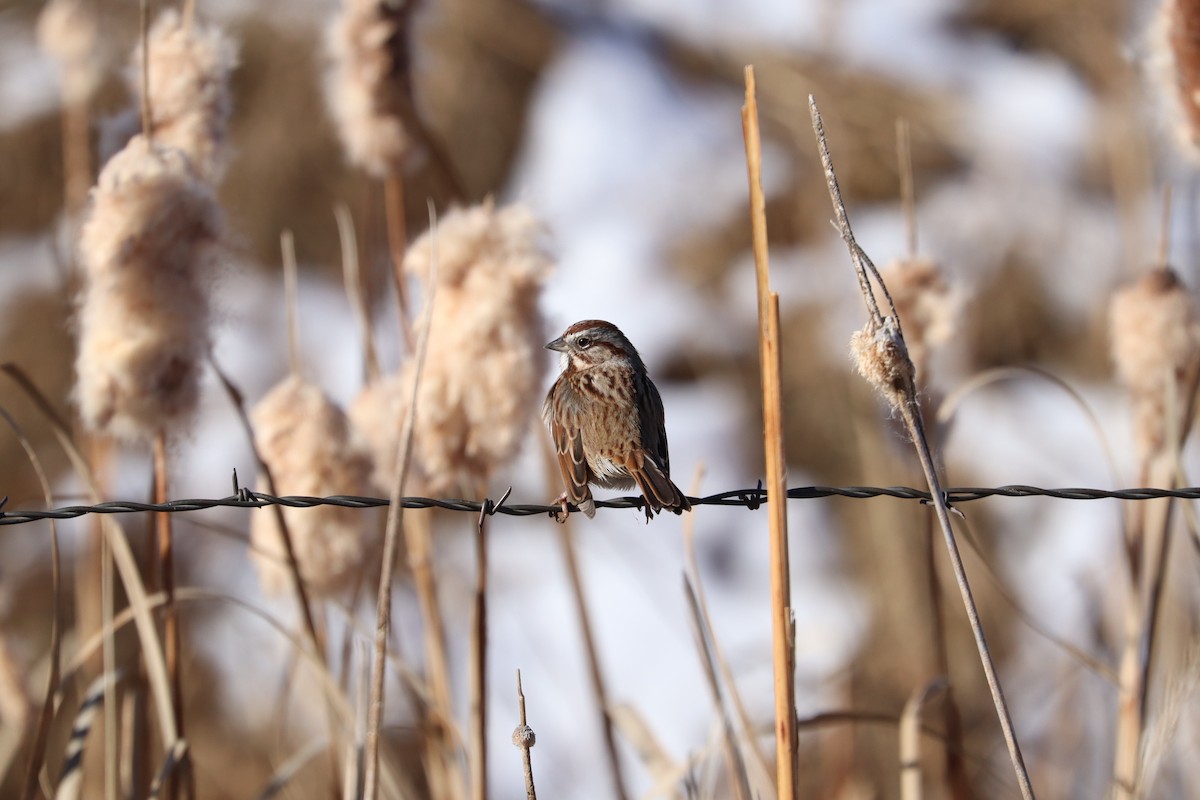 Song Sparrow - ML646539227