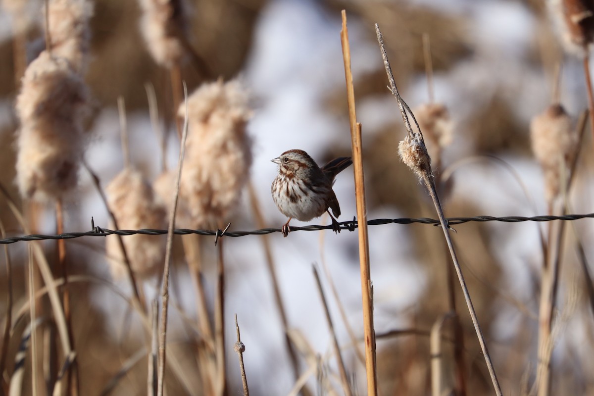 Song Sparrow - ML646539228
