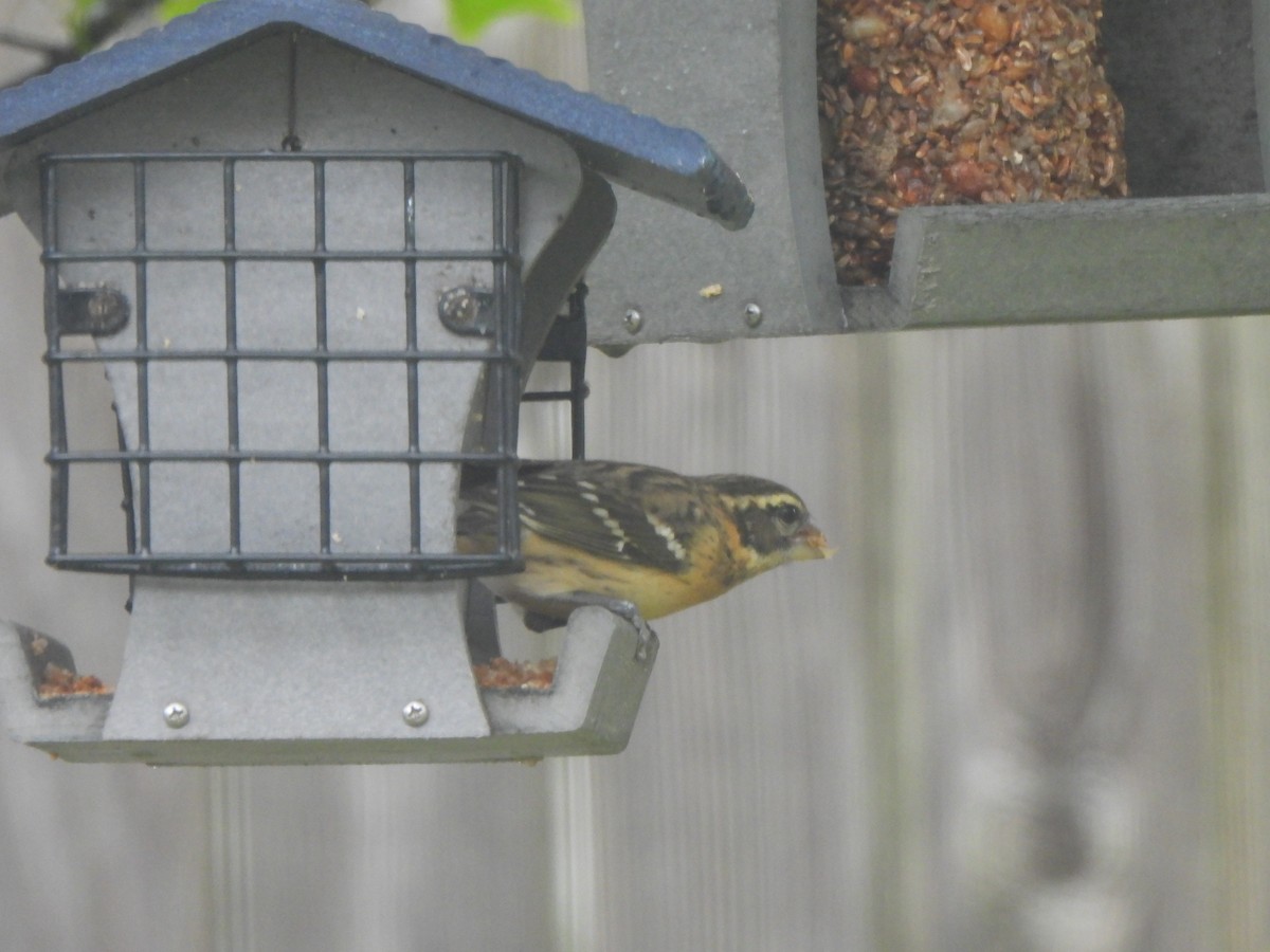 Picogrueso Cabecinegro - ML646539229