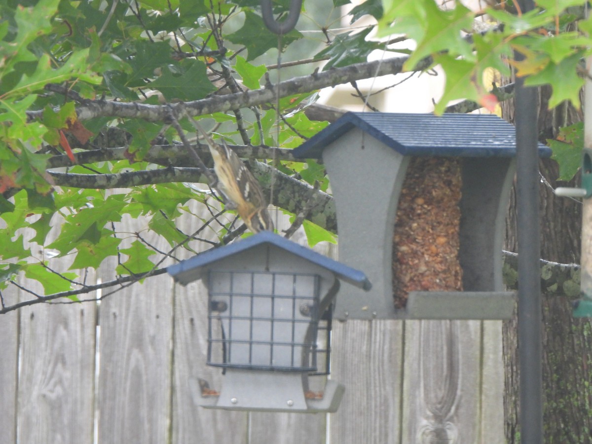 Picogrueso Cabecinegro - ML646539231