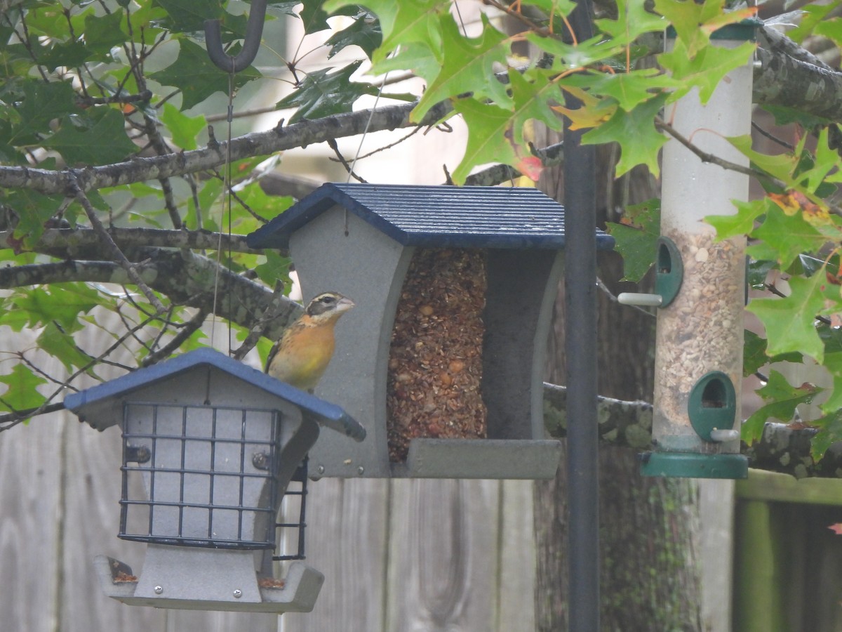 Picogrueso Cabecinegro - ML646539232