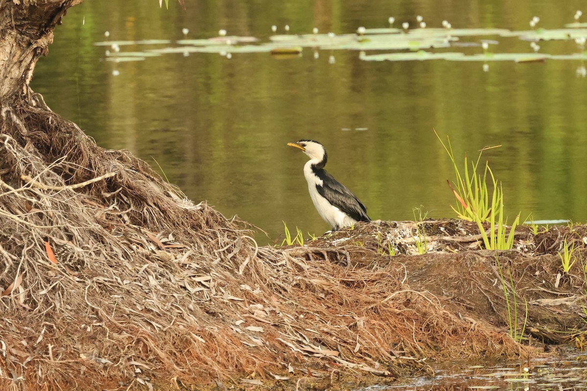 Little Pied Cormorant - ML646539233