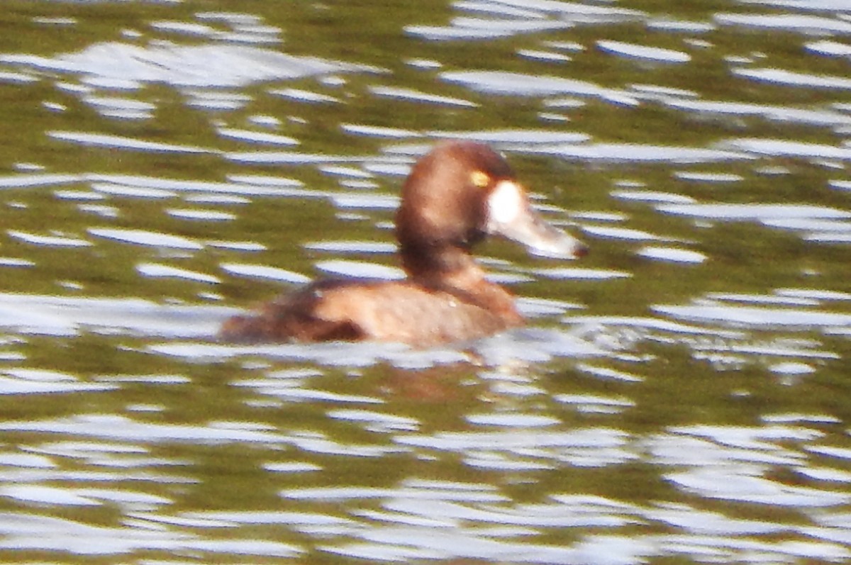 polák kaholka - ML646539235