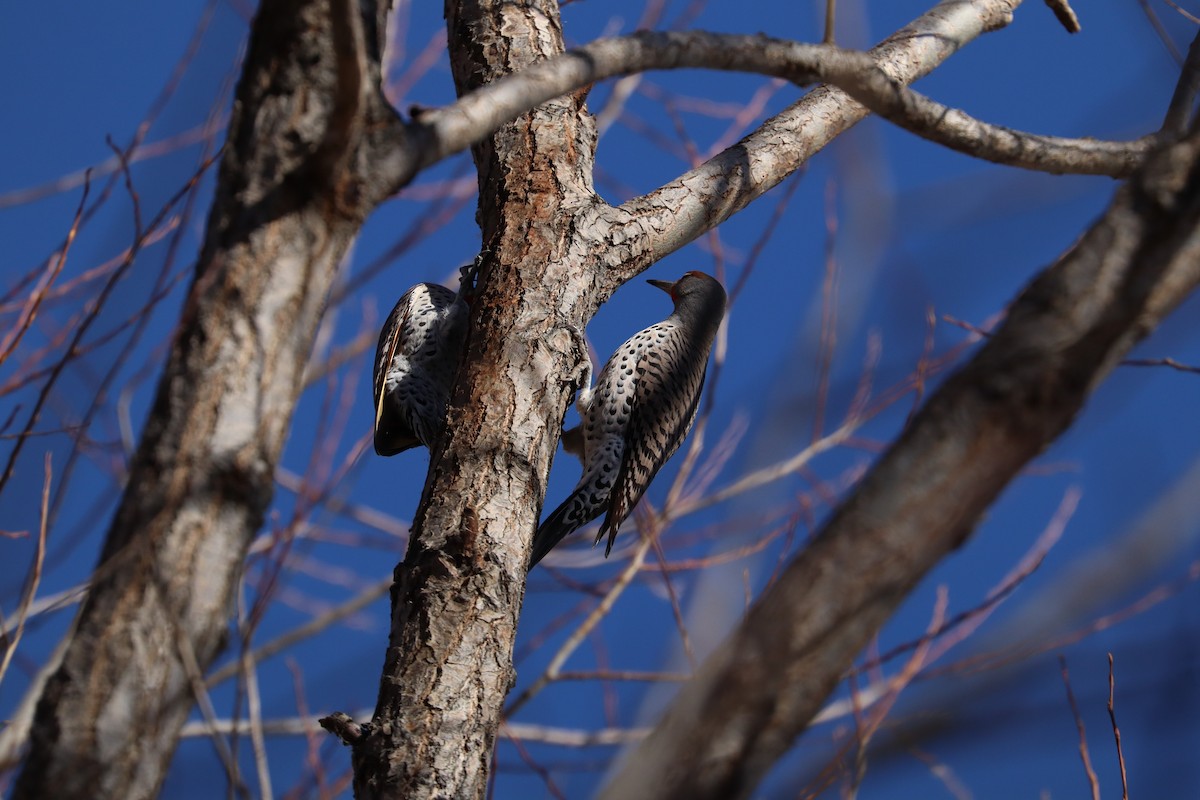 Northern Flicker (Yellow-shafted) - ML646539236