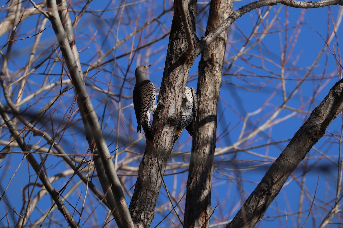 Northern Flicker (Yellow-shafted) - ML646539237