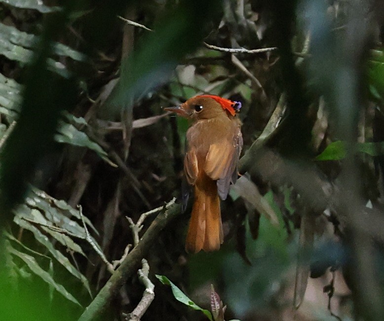 Atlantic Royal Flycatcher - ML646539238