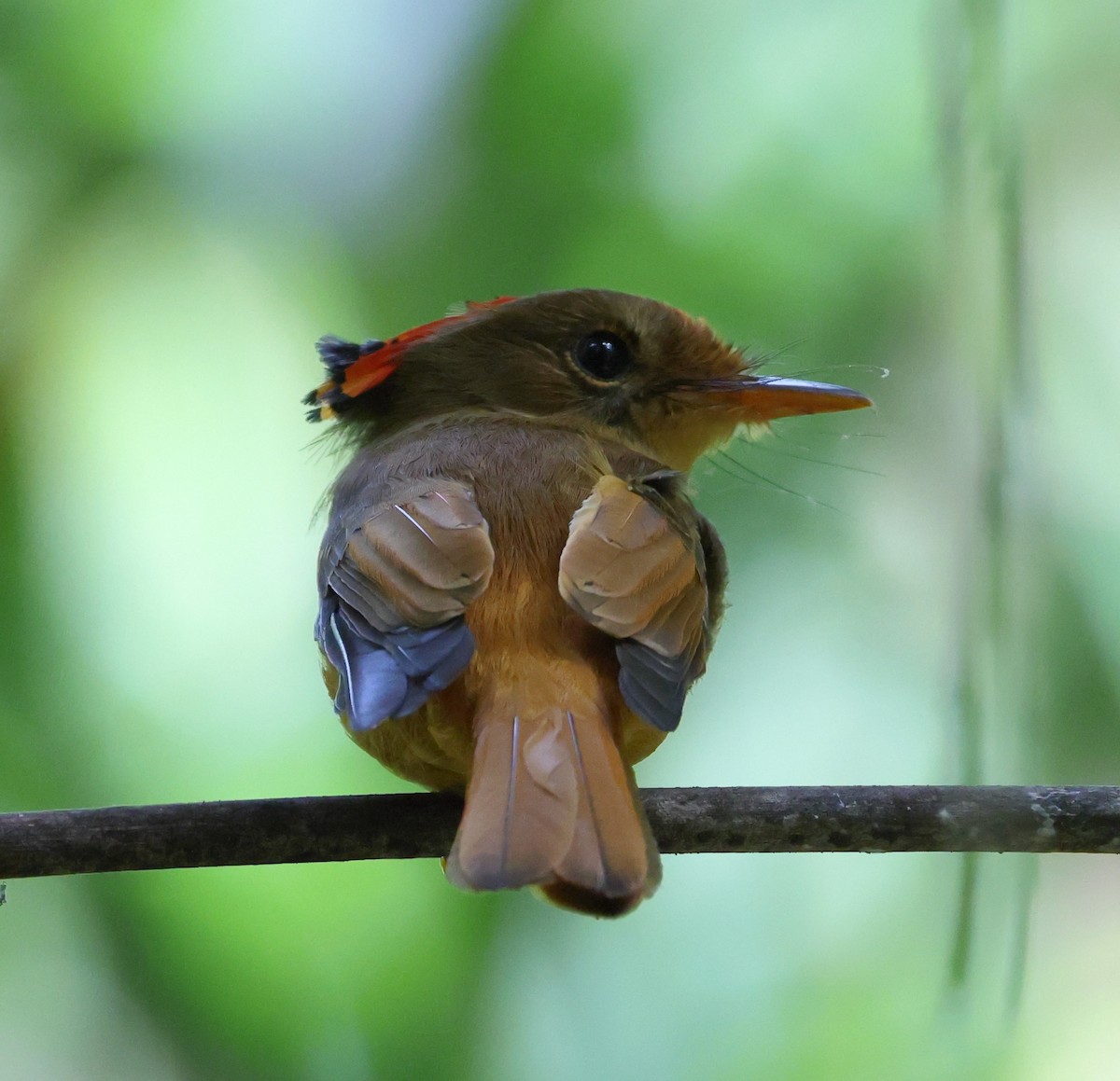 Atlantic Royal Flycatcher - ML646539239