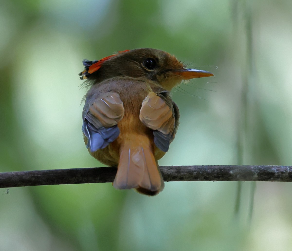Atlantic Royal Flycatcher - ML646539240