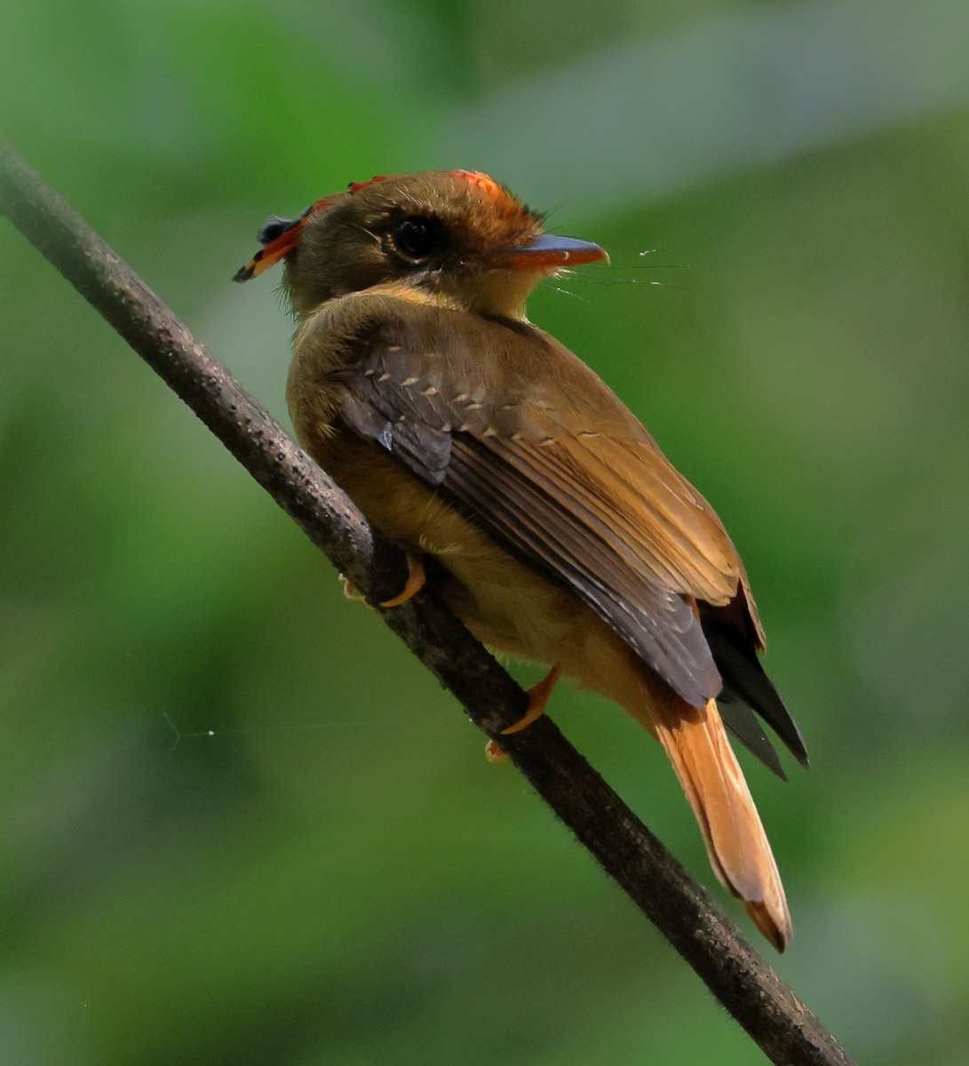 Atlantic Royal Flycatcher - ML646539241