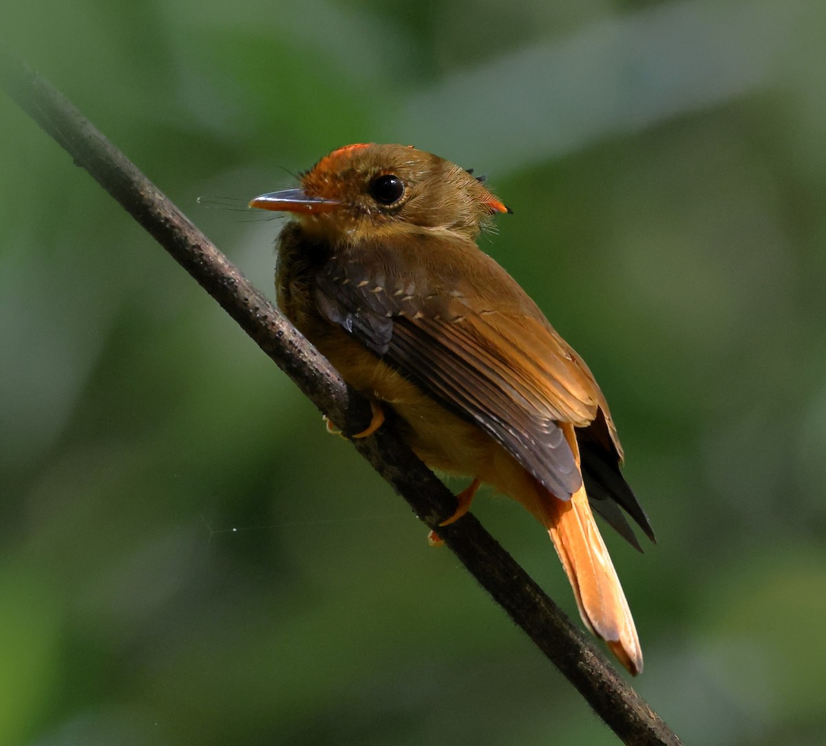 Atlantic Royal Flycatcher - ML646539242