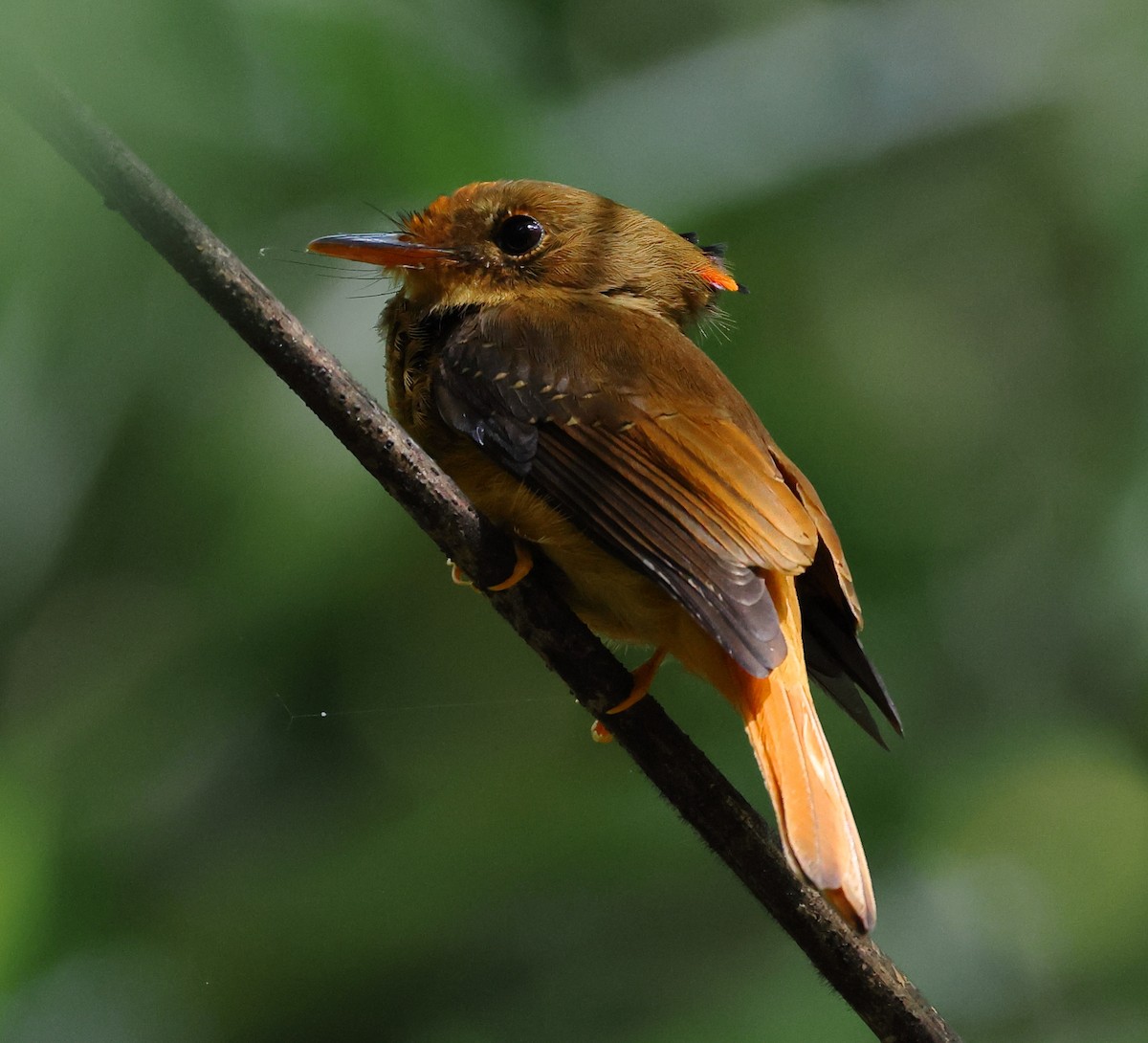 Atlantic Royal Flycatcher - ML646539243
