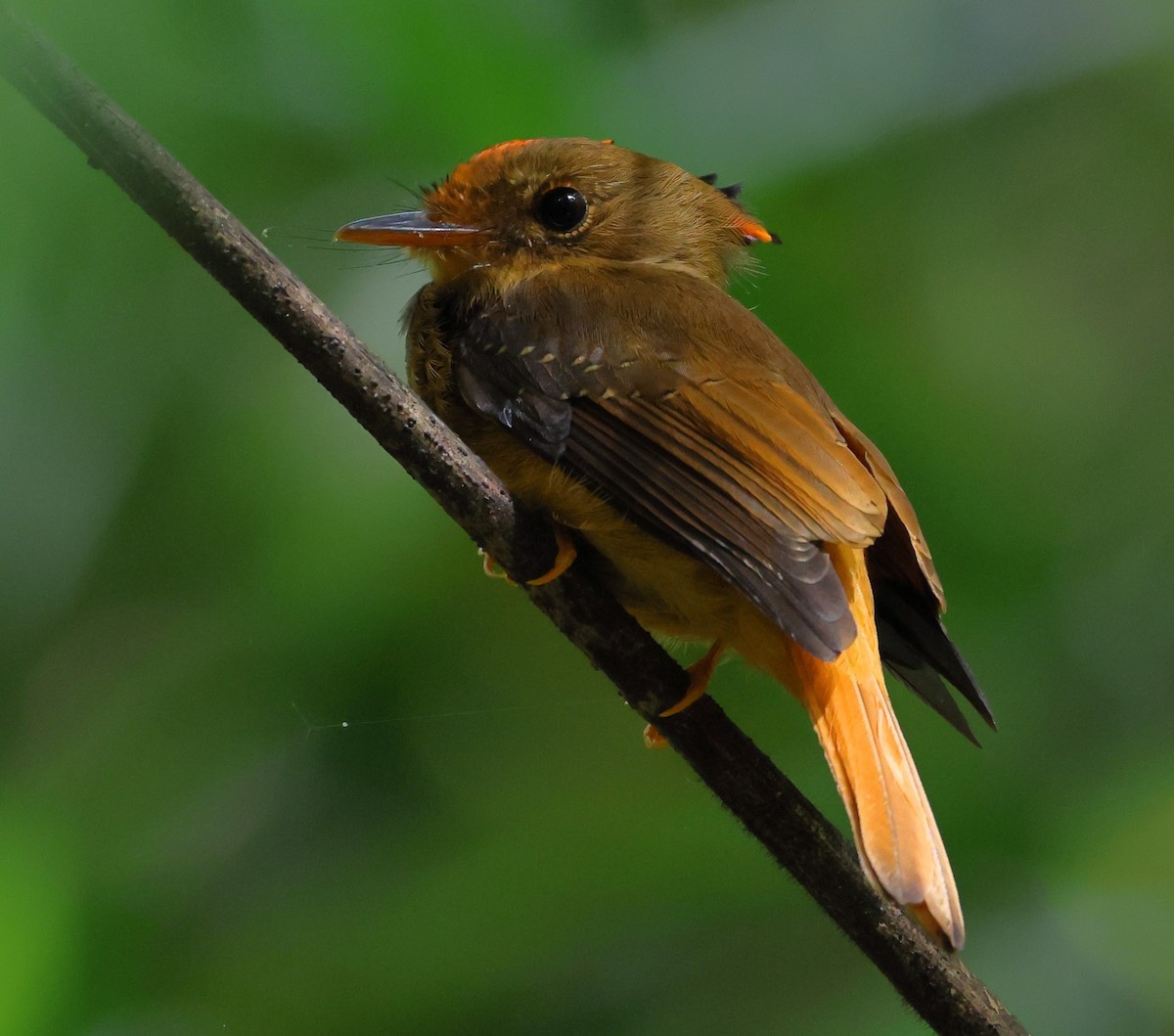 Atlantic Royal Flycatcher - ML646539244