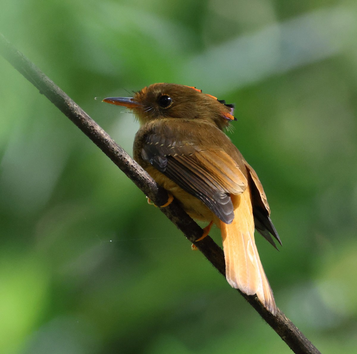 Atlantic Royal Flycatcher - ML646539245