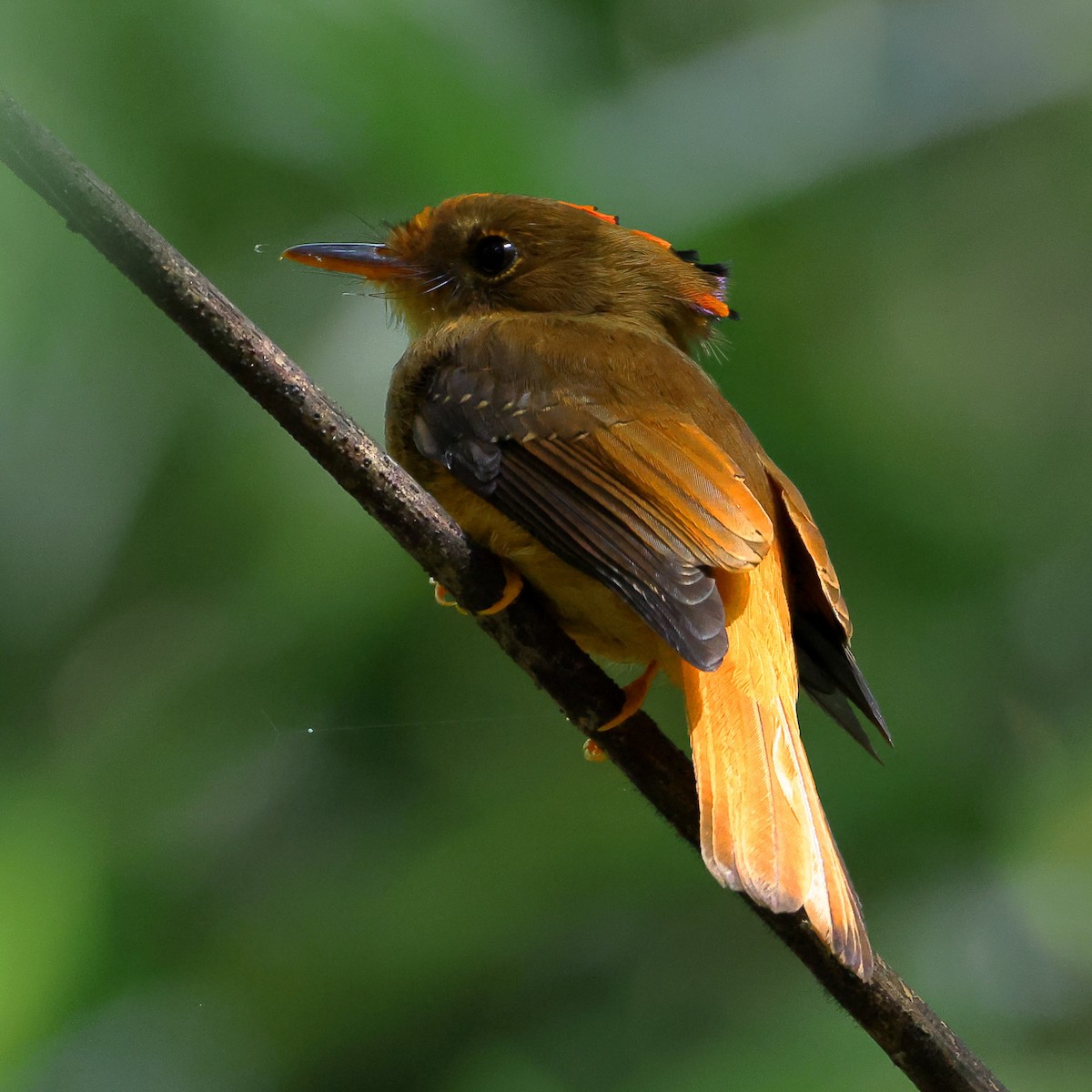 Atlantic Royal Flycatcher - ML646539246