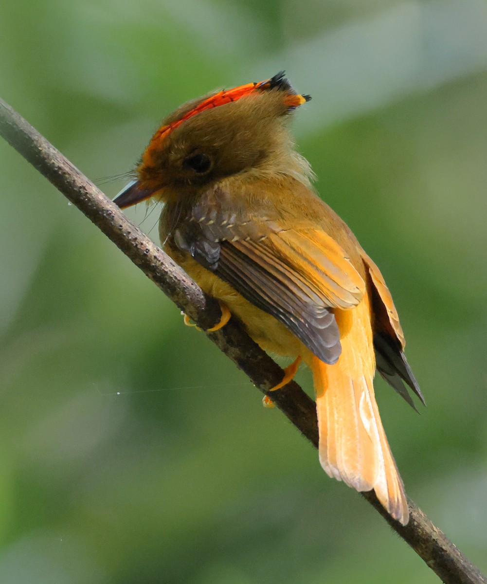 Atlantic Royal Flycatcher - ML646539247