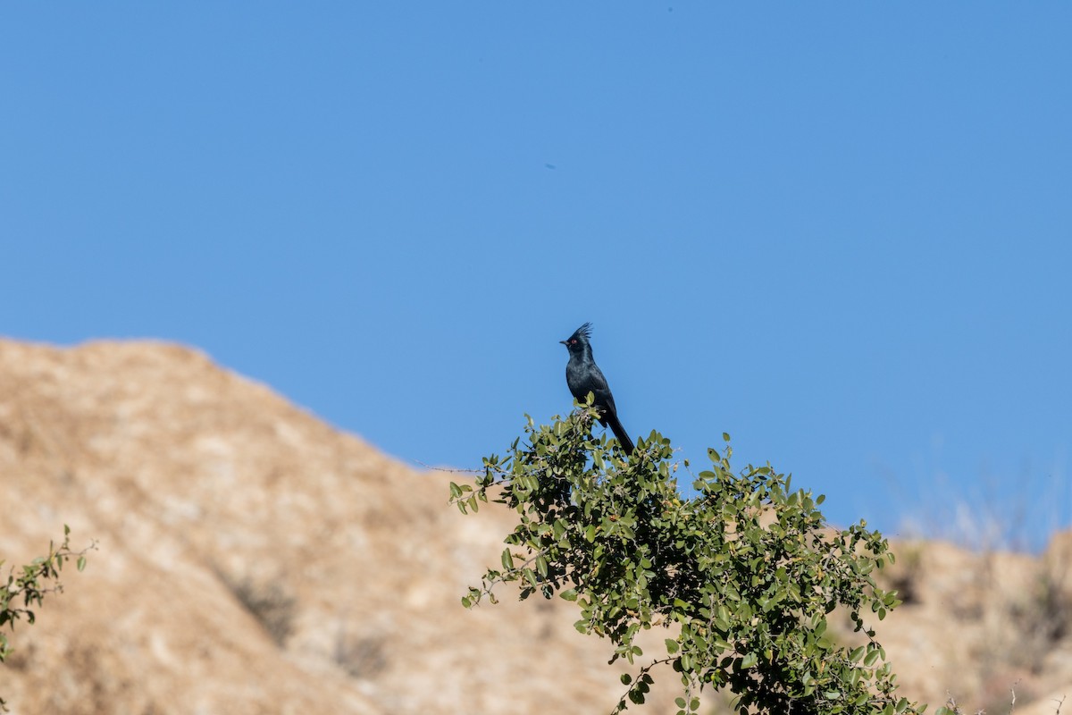 Phénopèple luisant - ML646539248