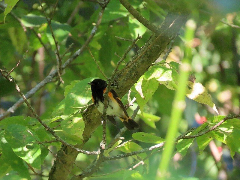 סבכון חכלילי - ML646539251