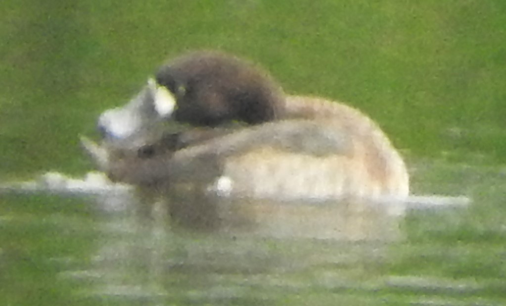 polák kaholka - ML646539252