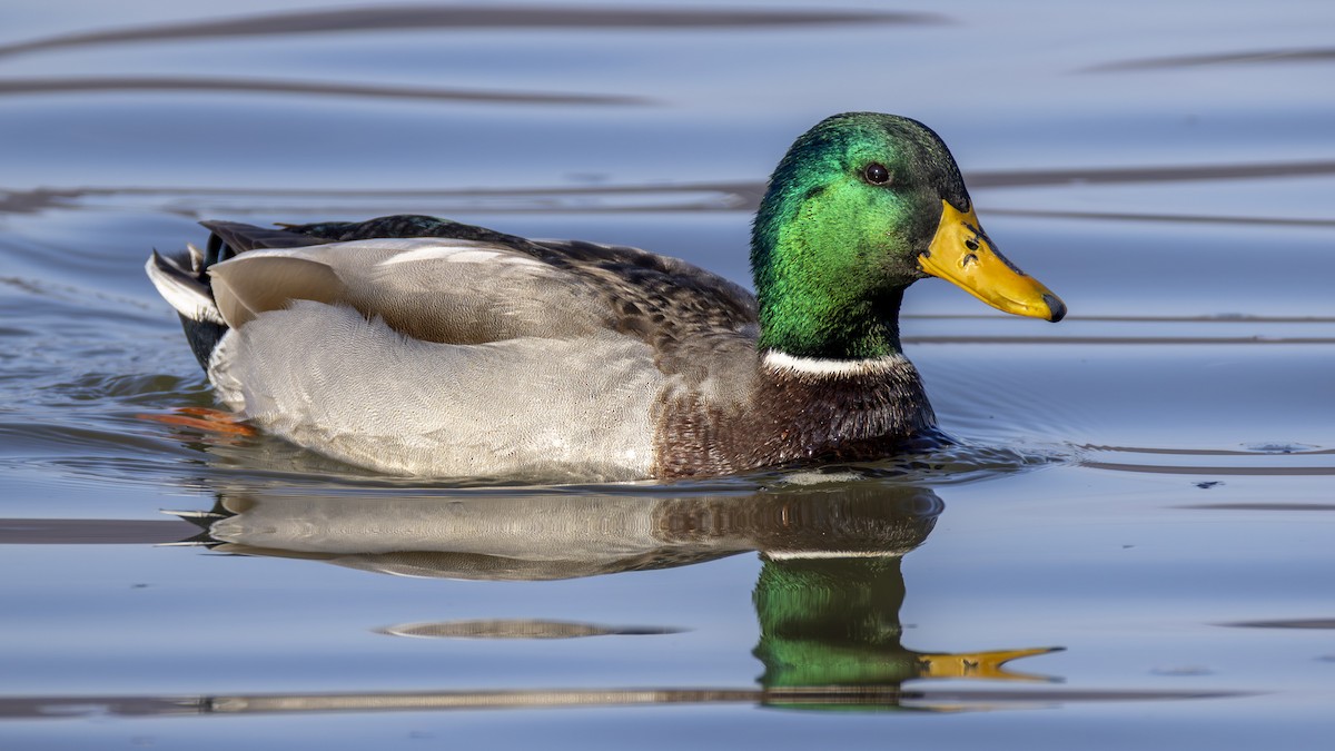 Stockente - ML646539253