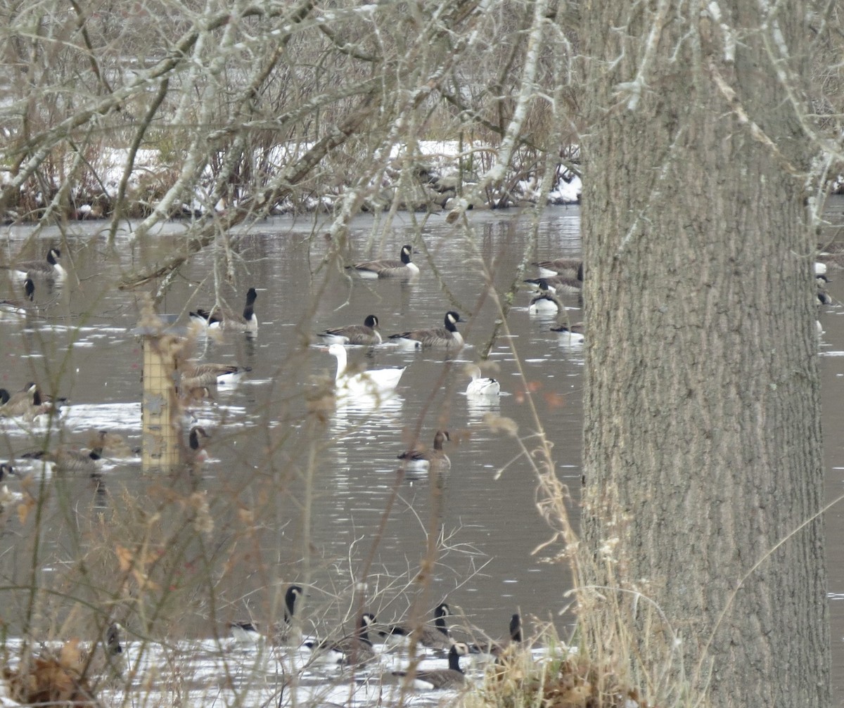 Elur-antzara - ML646539255