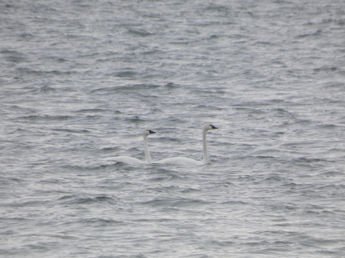 Лебідь чорнодзьобий - ML646539259