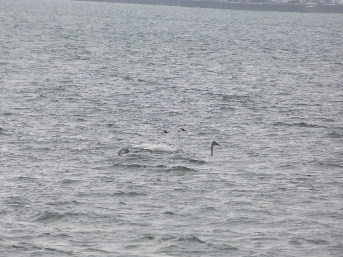 Лебідь чорнодзьобий - ML646539261