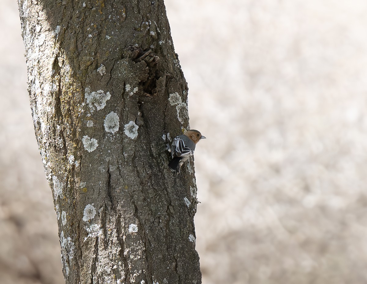 Red-throated Tit - ML646539262