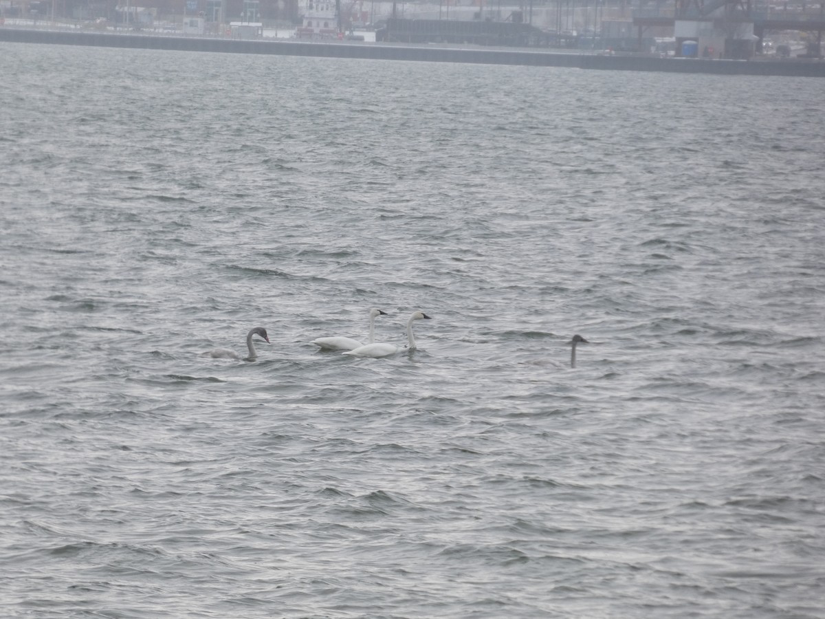 Лебідь чорнодзьобий - ML646539263