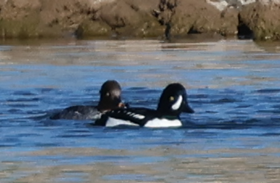 Barrow's Goldeneye - ML646539264