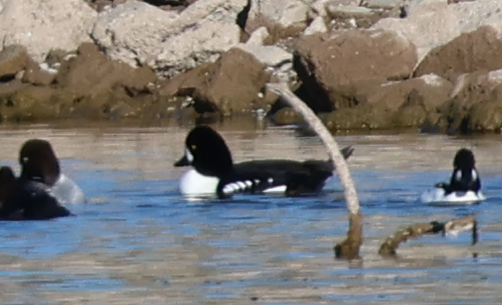 Barrow's Goldeneye - ML646539265