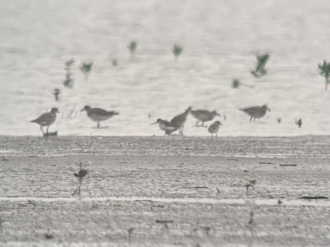 Мородунка - ML646539267