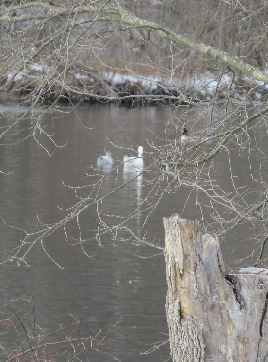 Elur-antzara - ML646539268