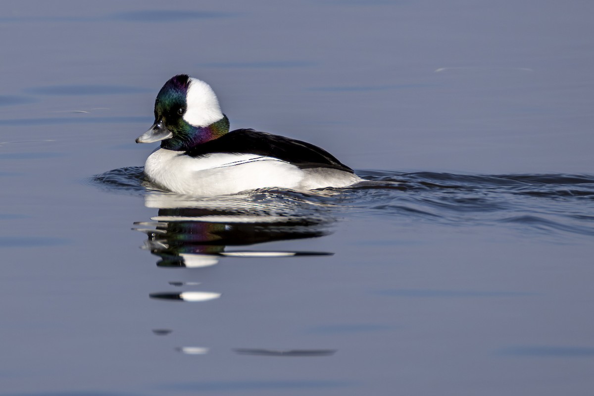 Büffelkopfente - ML646539271