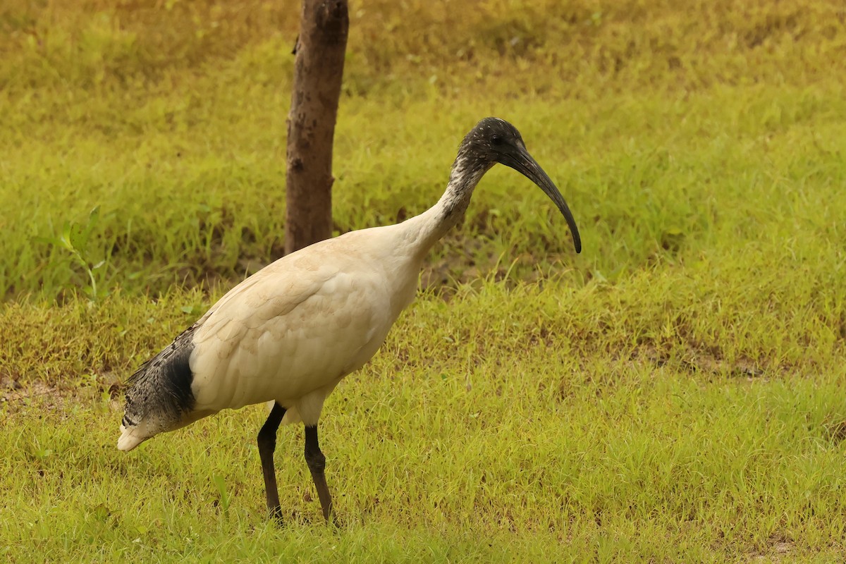 Australian Ibis - ML646539273