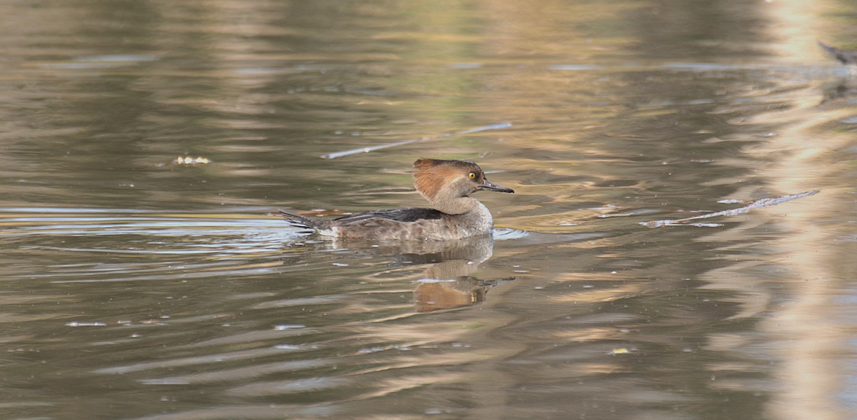 Hooded Merganser - ML646539275