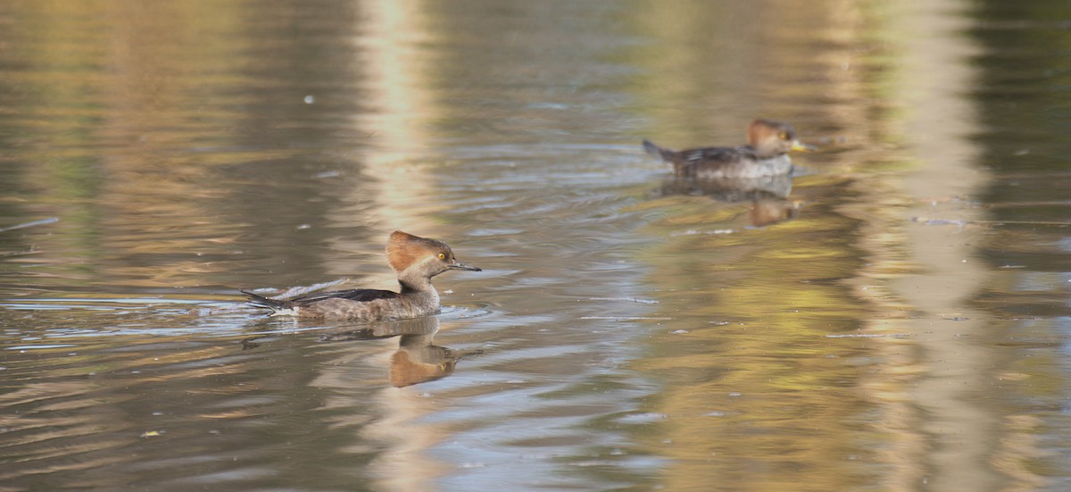 Hooded Merganser - ML646539276