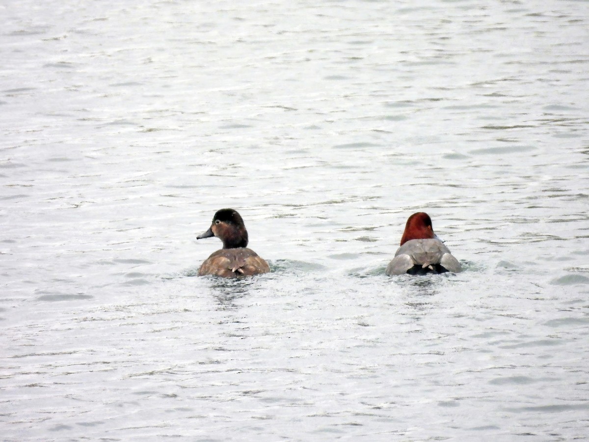 צולל אמריקני - ML646539278