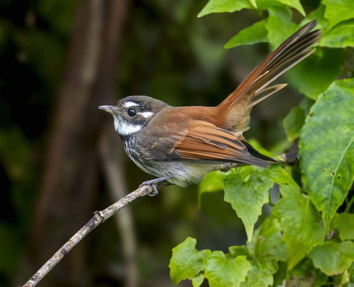 Seram Katmerkuyruğu - ML646539279