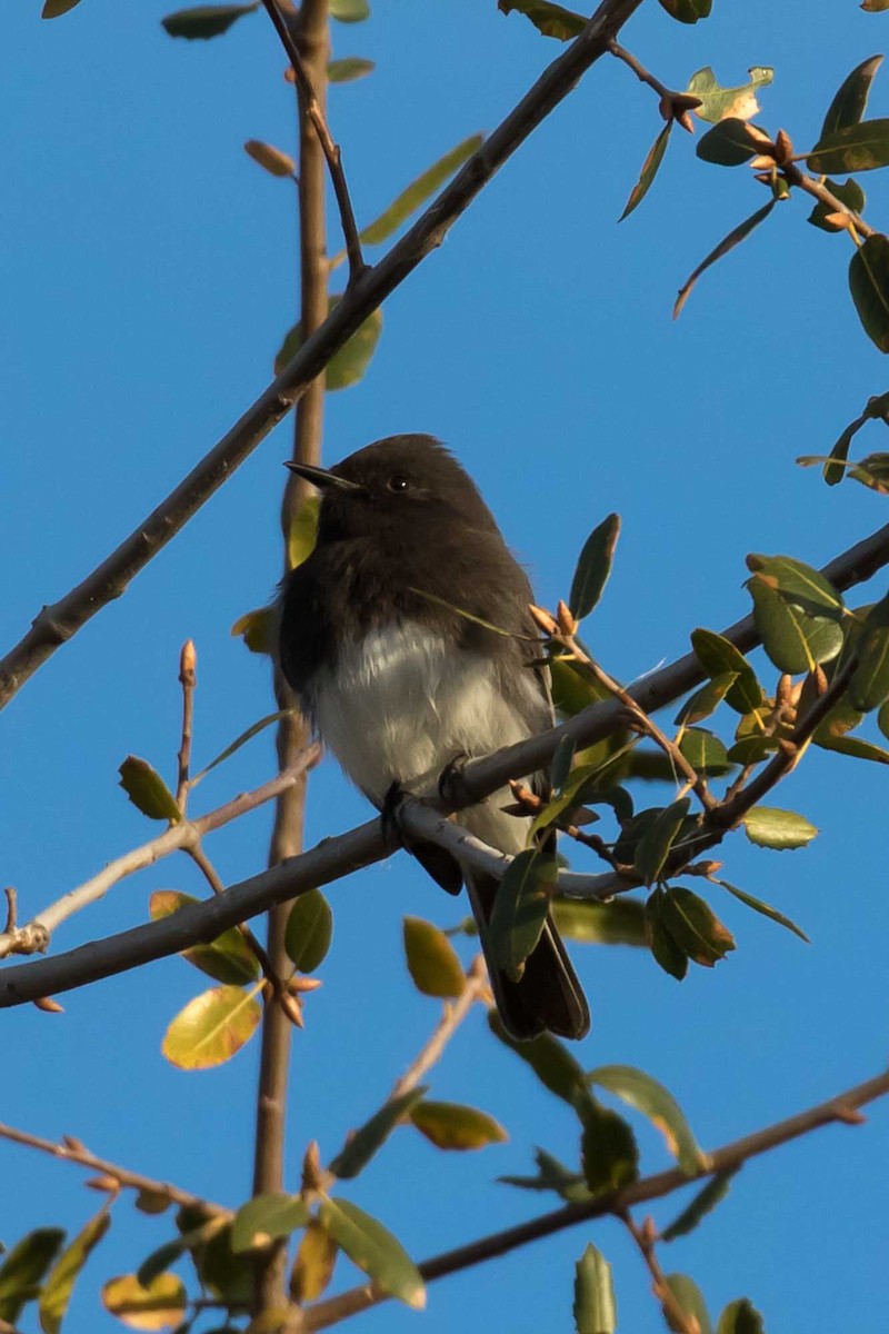 Schwarzkopf-Phoebetyrann - ML646539280