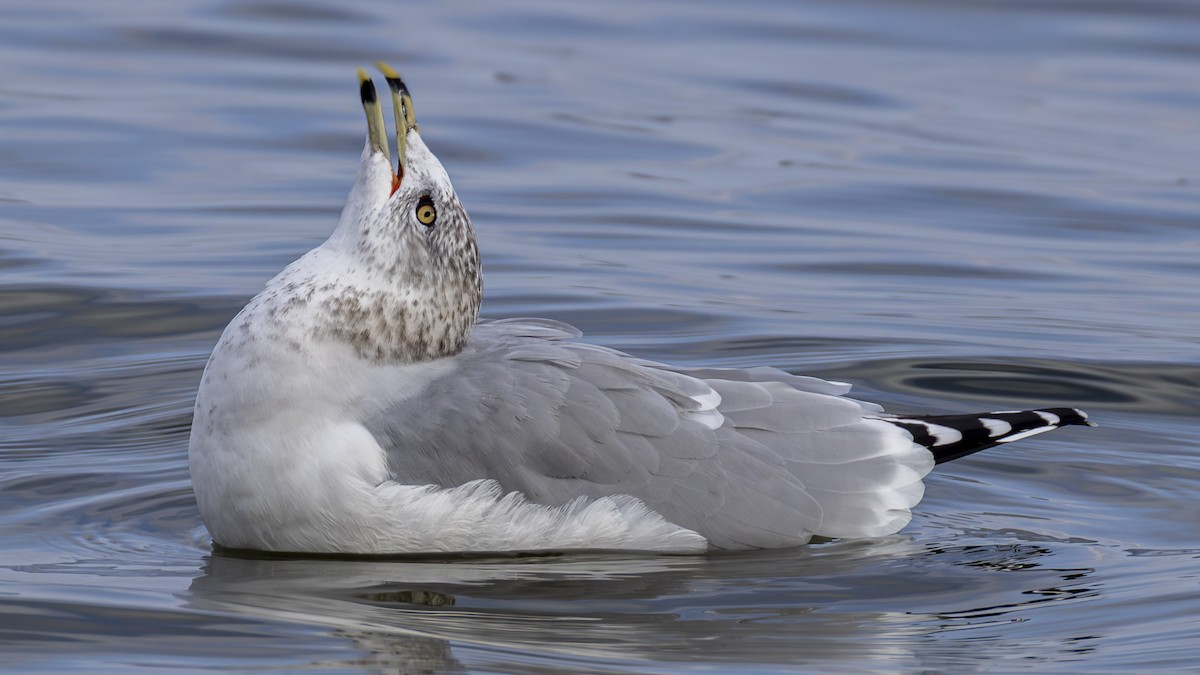 Ringschnabelmöwe - ML646539281