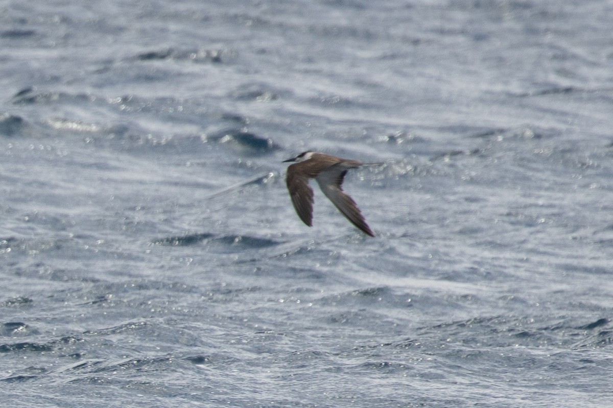 tøyleterne - ML646539282